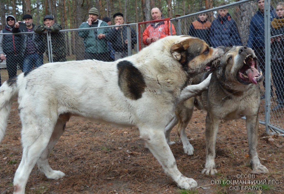 Собаки породы ирландский волкодав