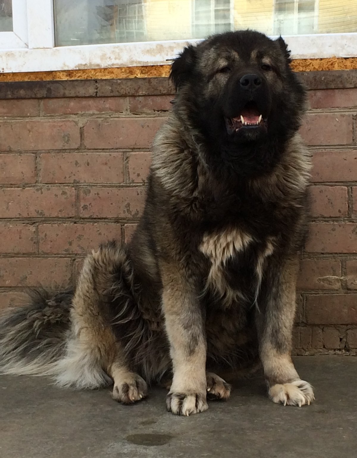 Порода собак Сибирский волкодав