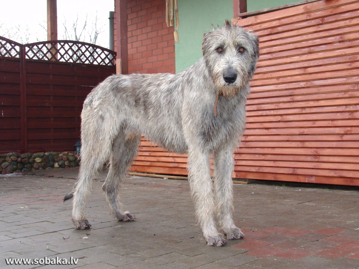 Русский волкодав порода собак