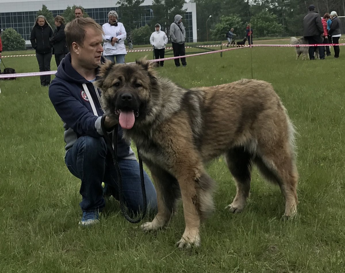 Кавказский волкодав