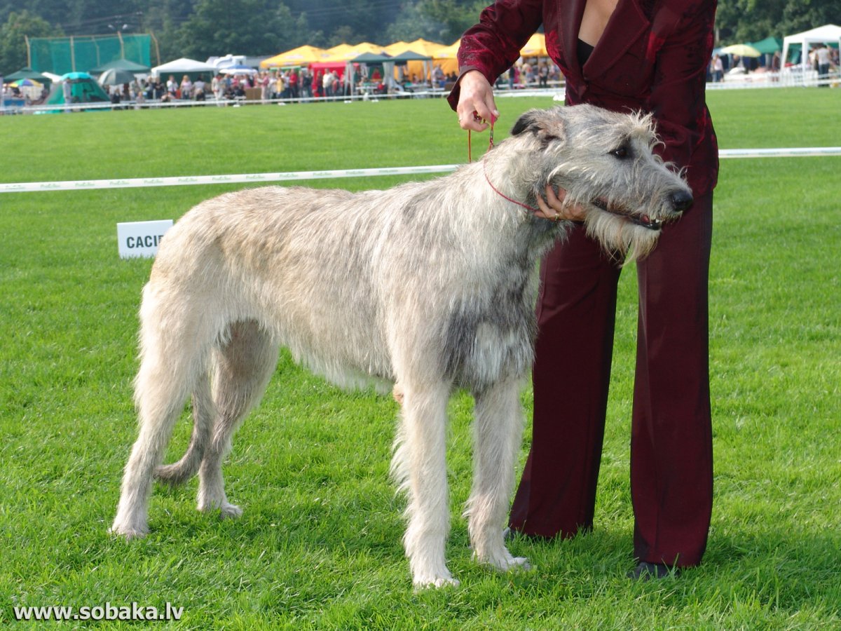 Ирландский волкодав тигровый