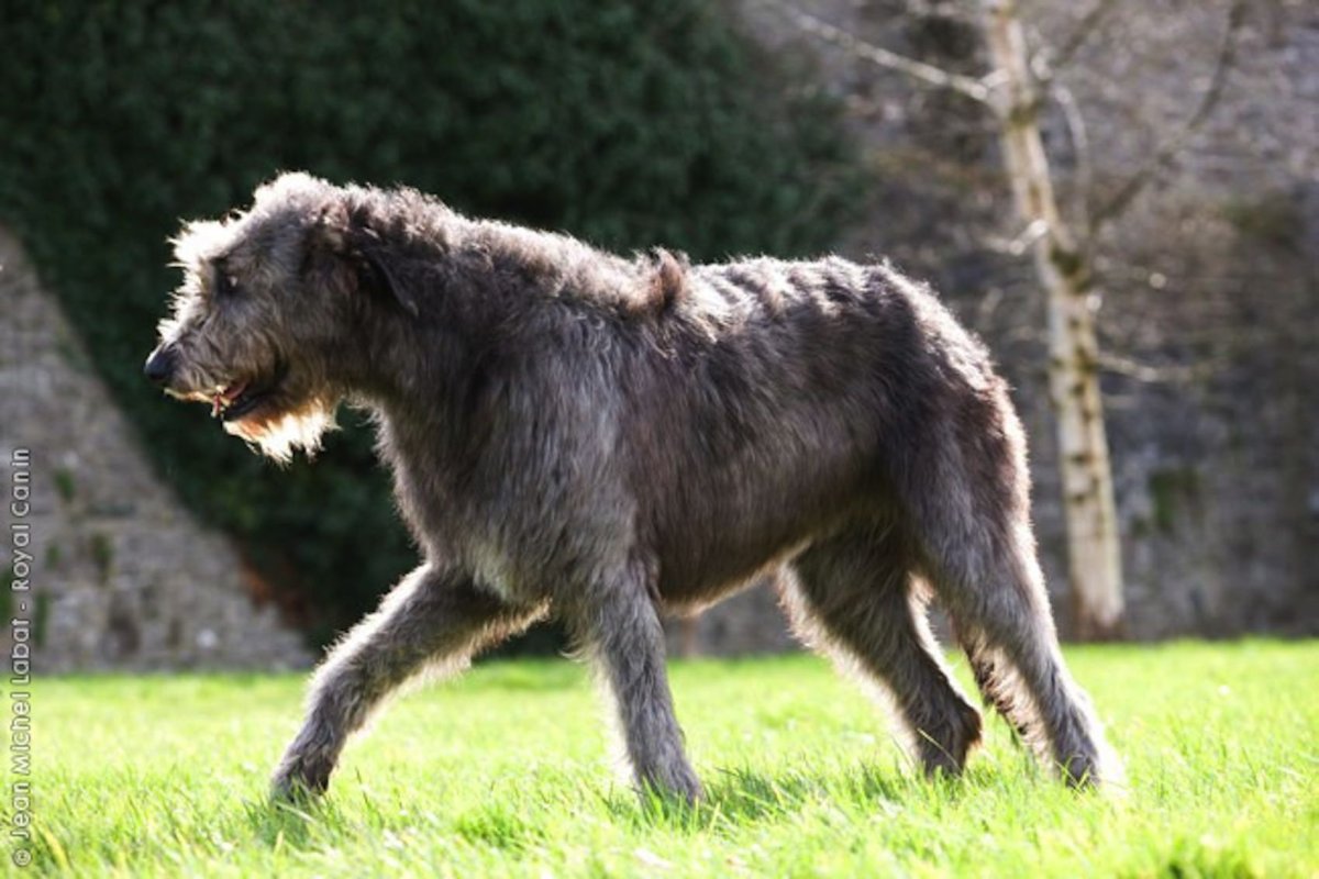 Северо кавказский волкодав