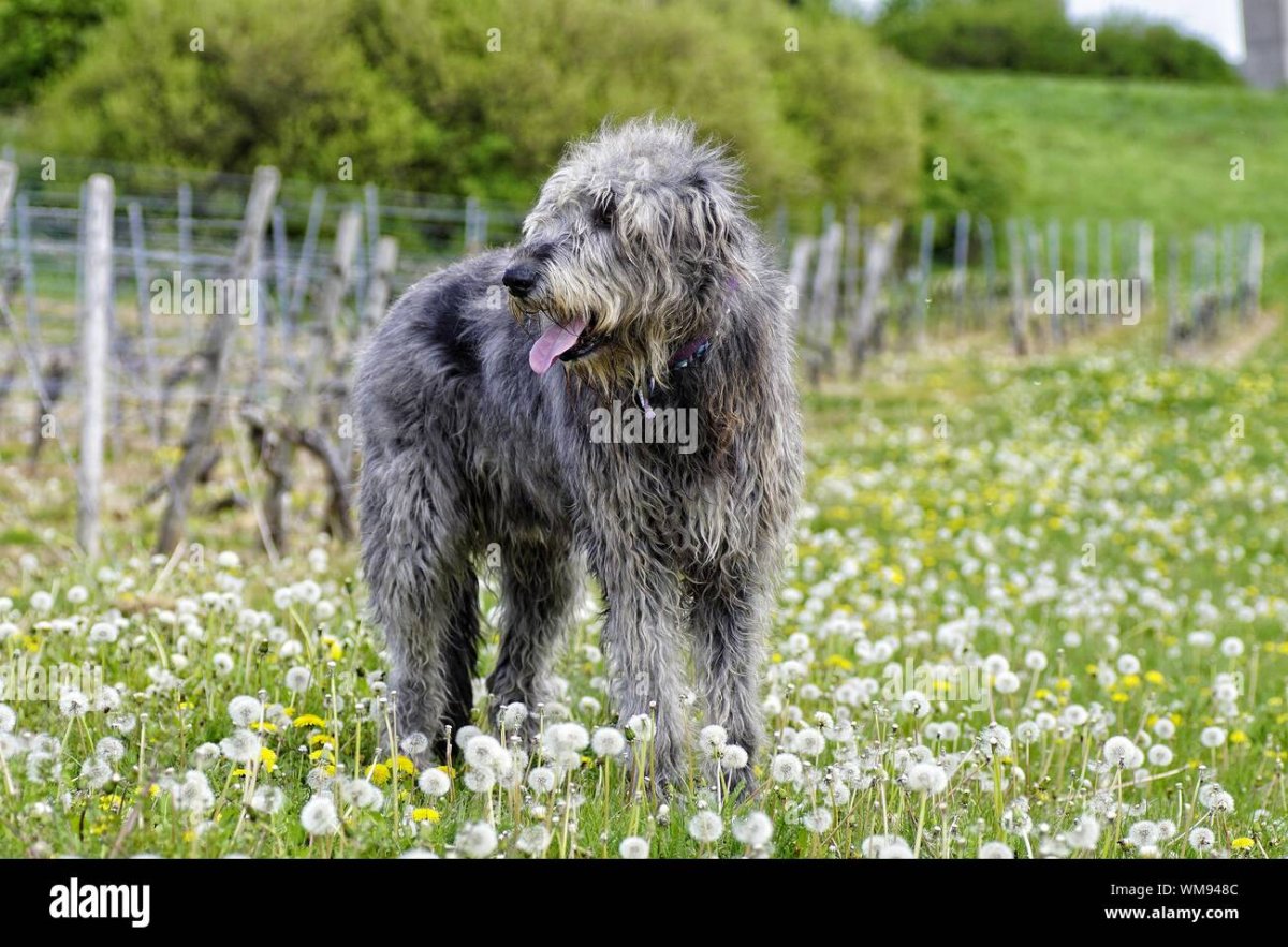 Московский волкодав