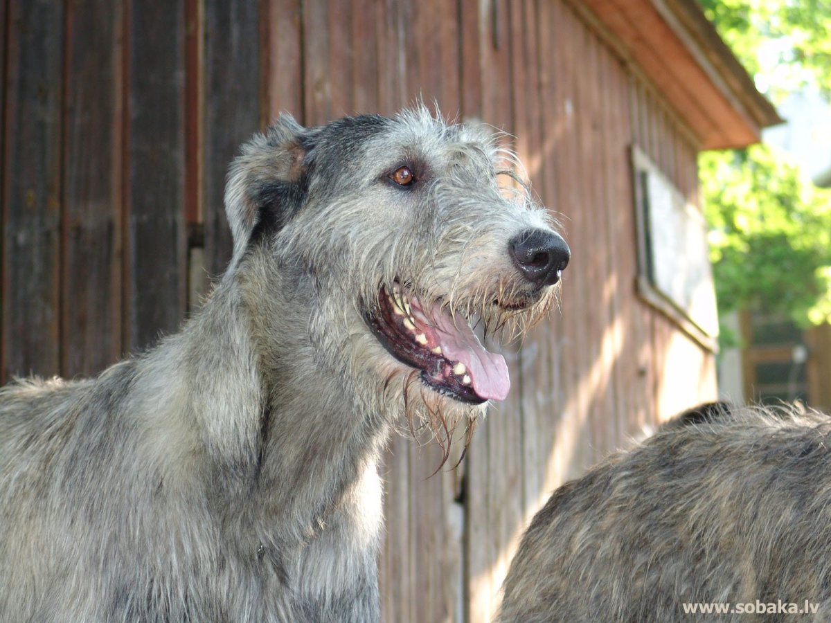 Ирландский волкодав и немецкий дог
