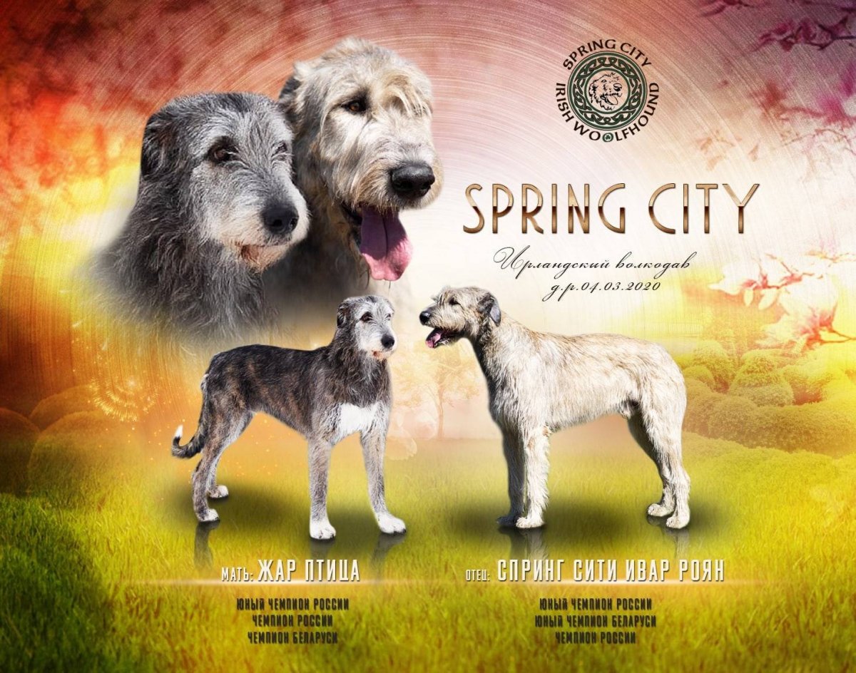 Норвежский волкодав