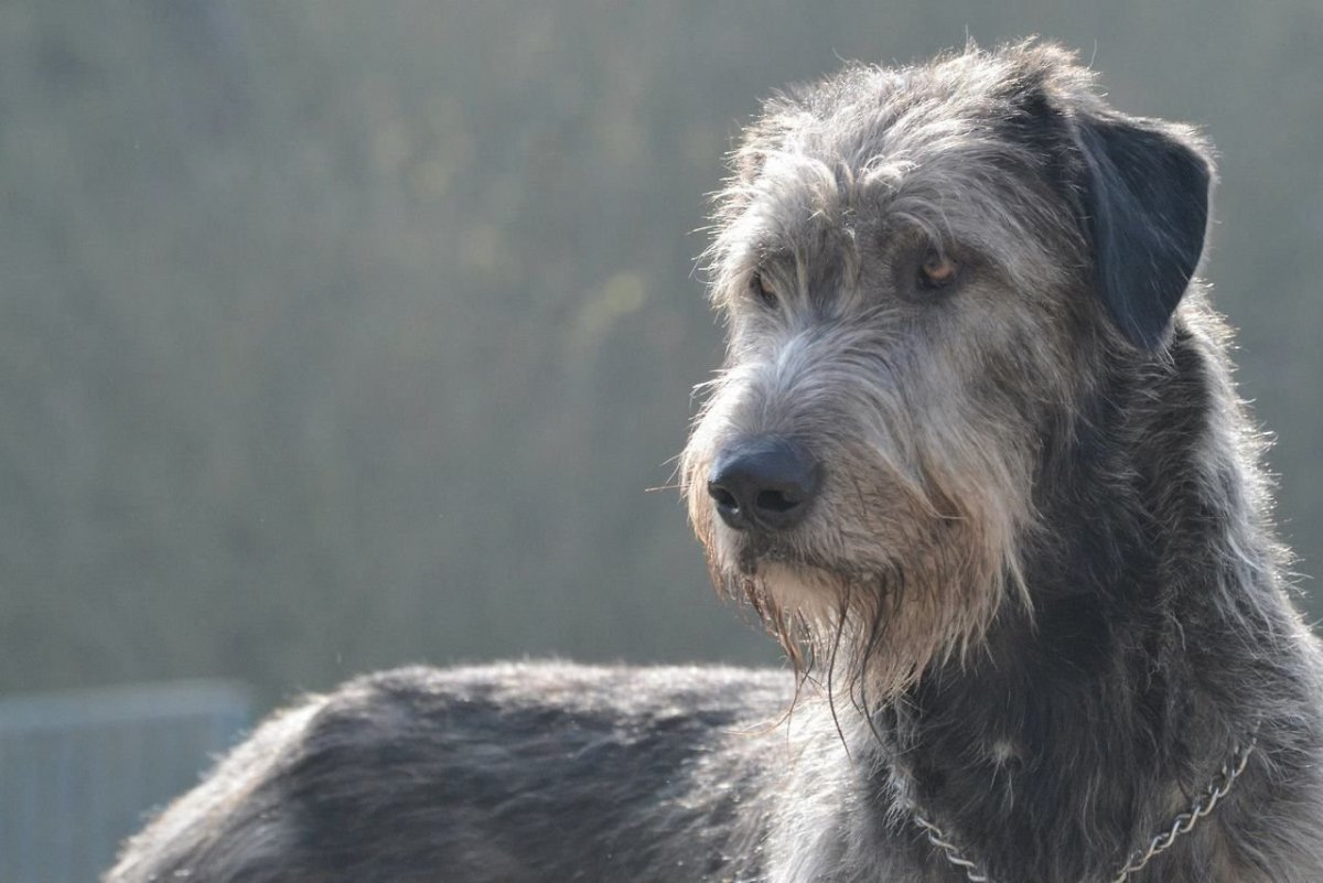 Медвежий волкодав