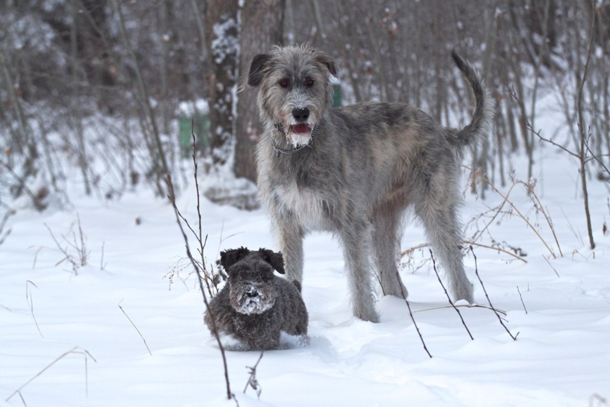 Кавказский волкодав Джебэ