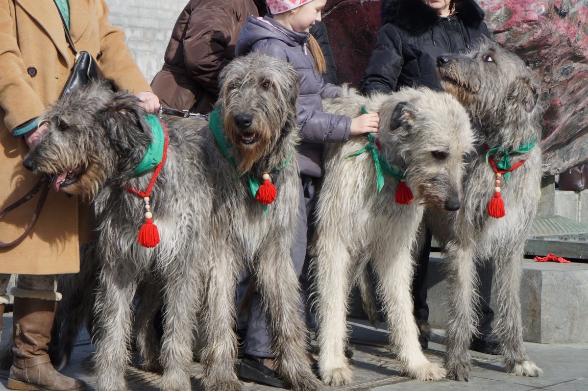 Ирландский волкодав
