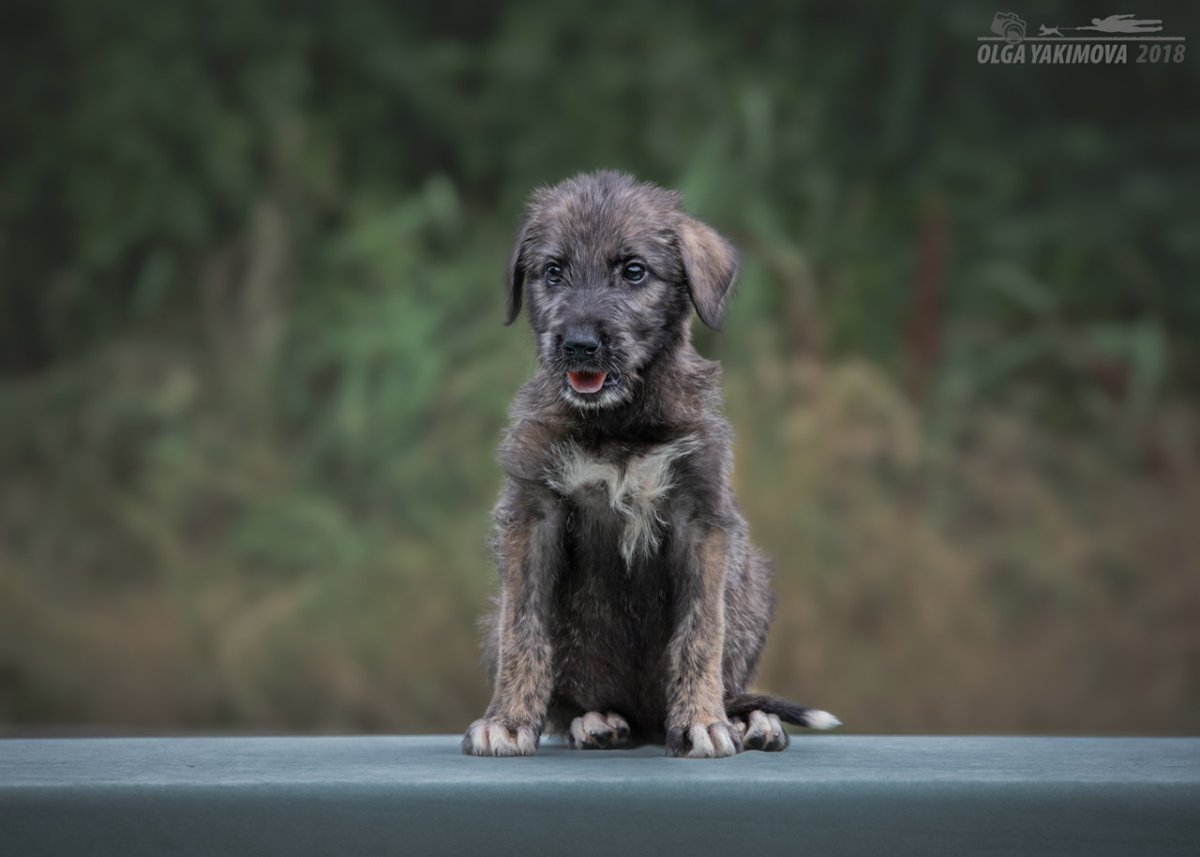 Ирландский волкодав на службе королевы
