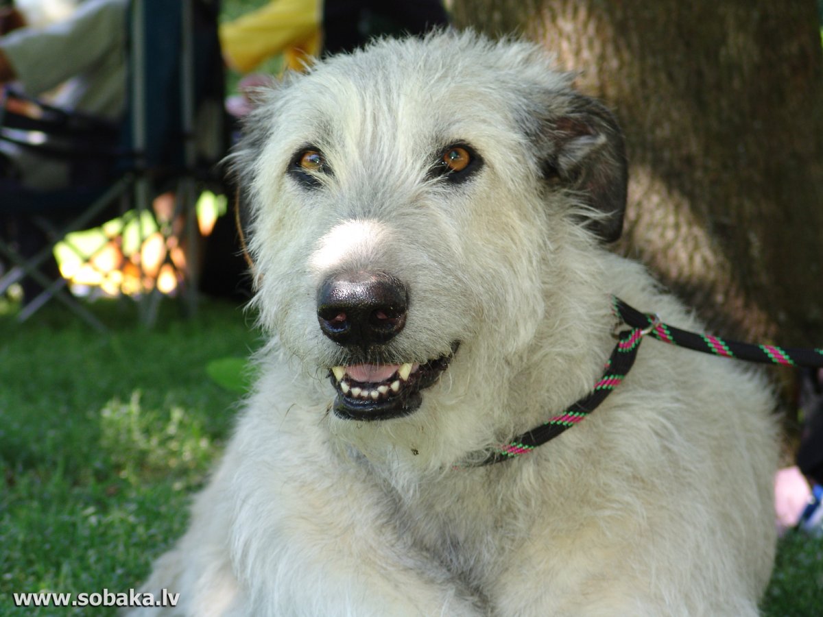 Ирландский волкодав щенки