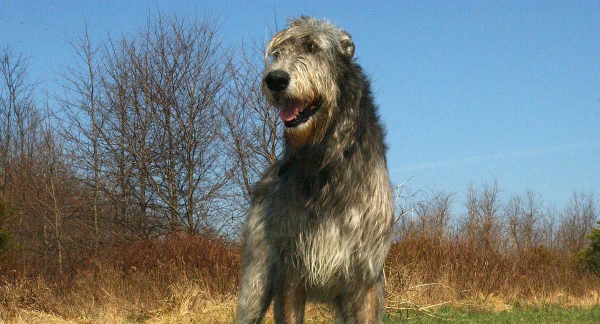 Слабаки волкодавы