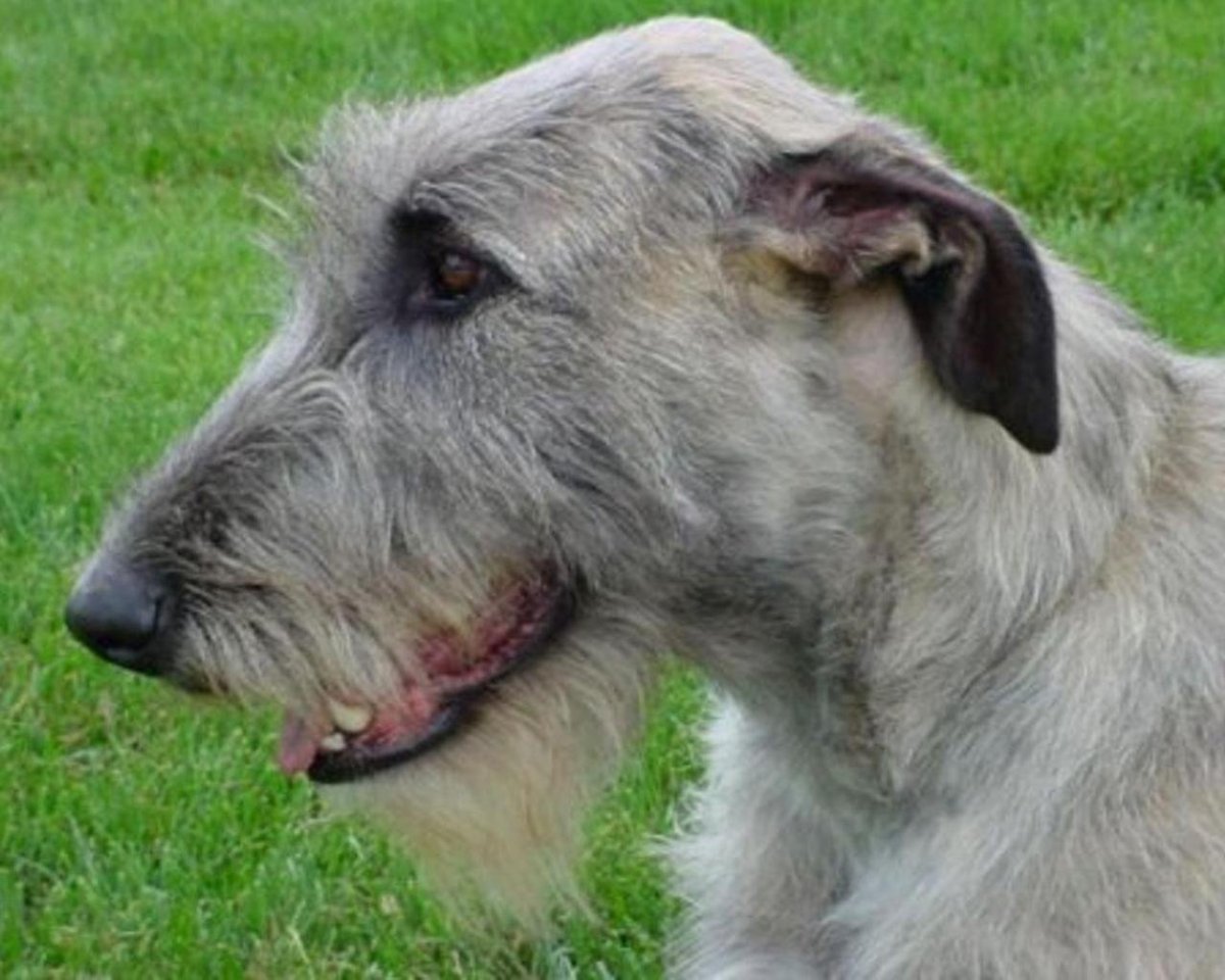 Нагази Грузинская овчарка