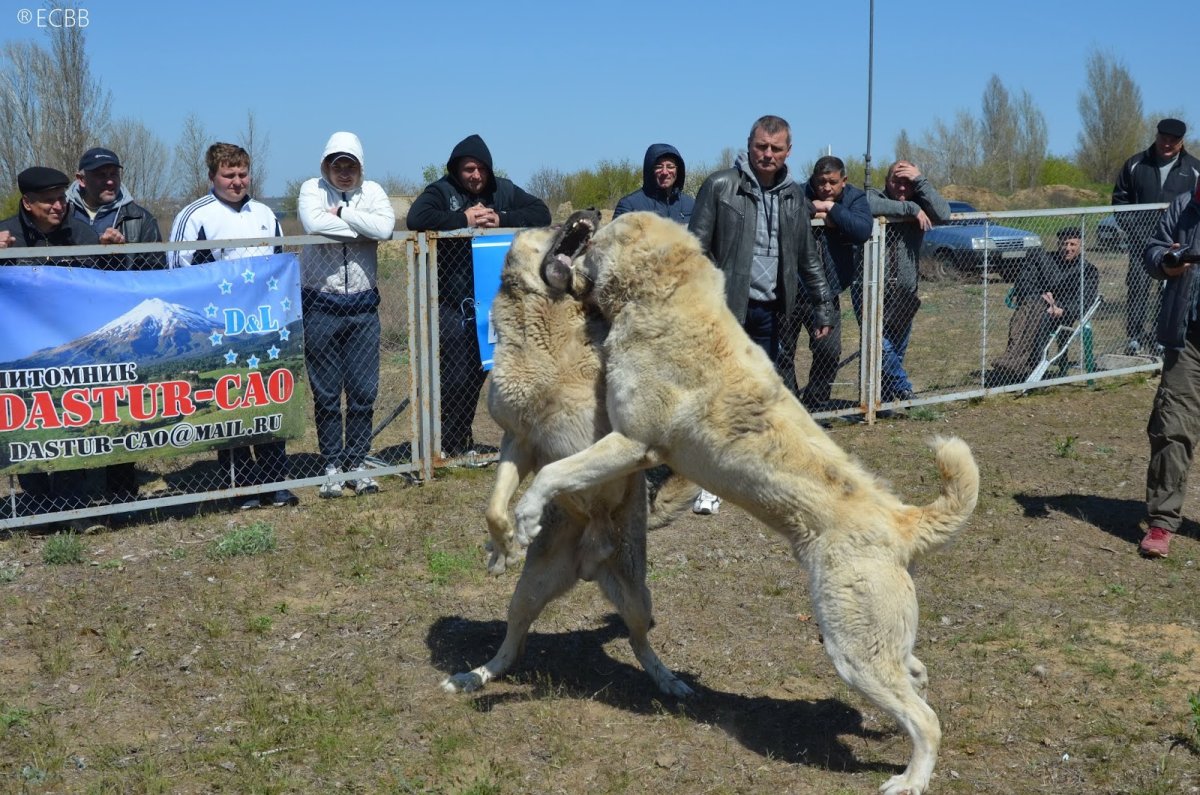 Ирландский волкодав книга