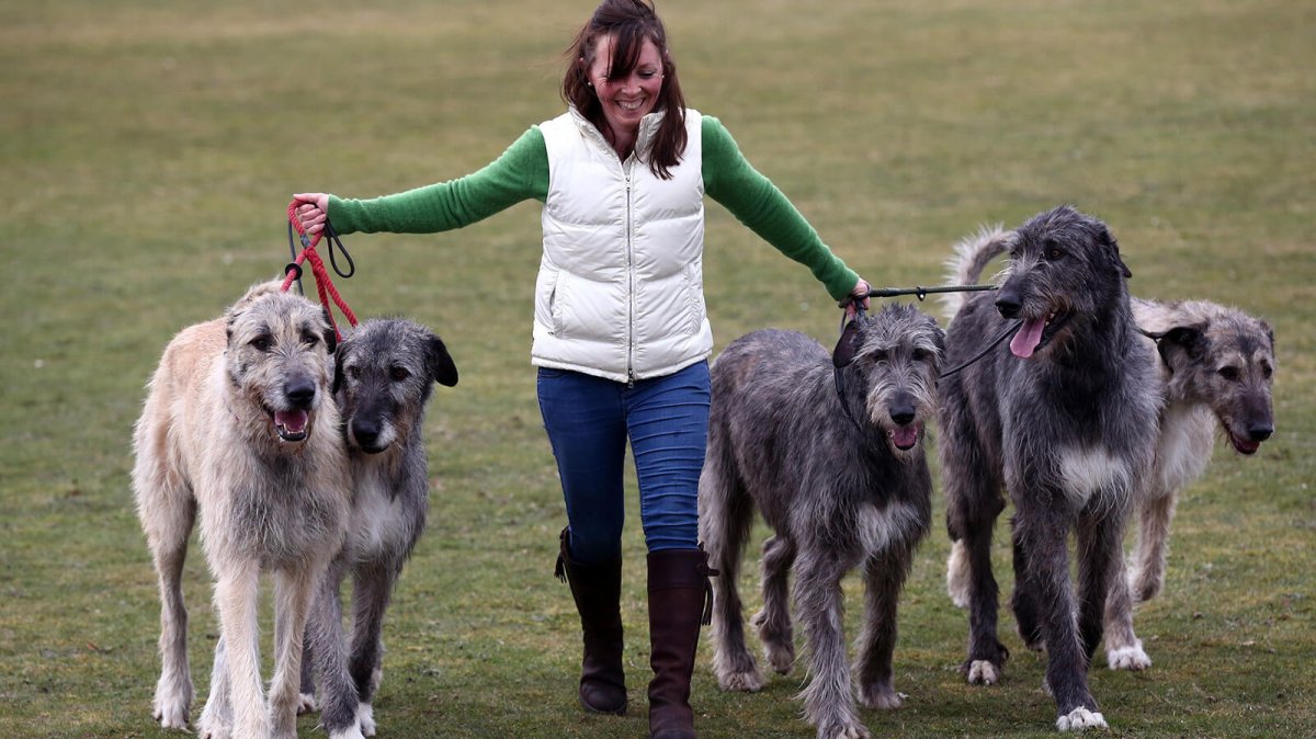 Кавказская овчарка волкодав черно белая