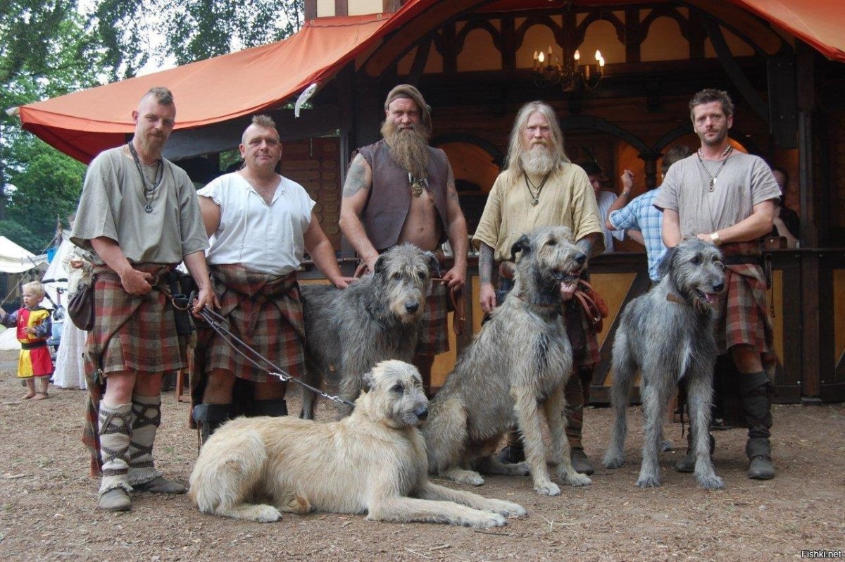 Осетинский мастиф