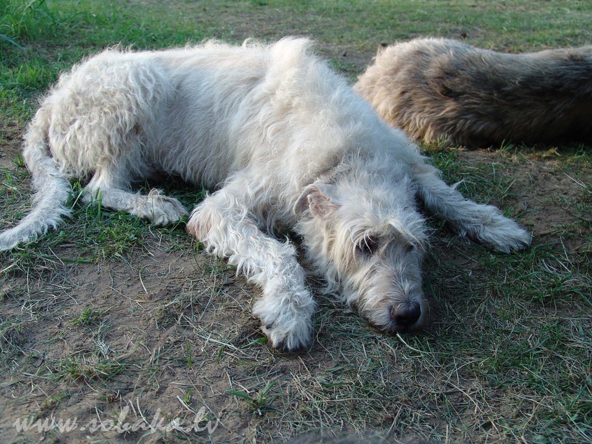 Ирландский волкодав