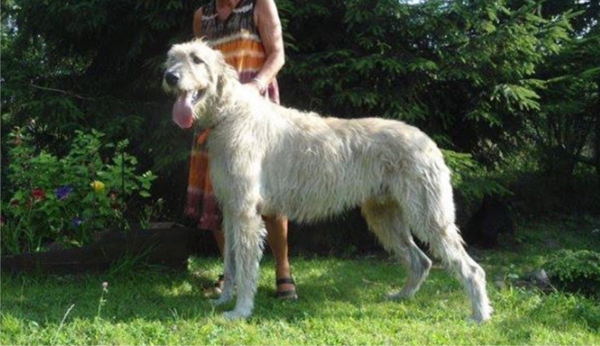 Волкодав смесь овчарки и волка