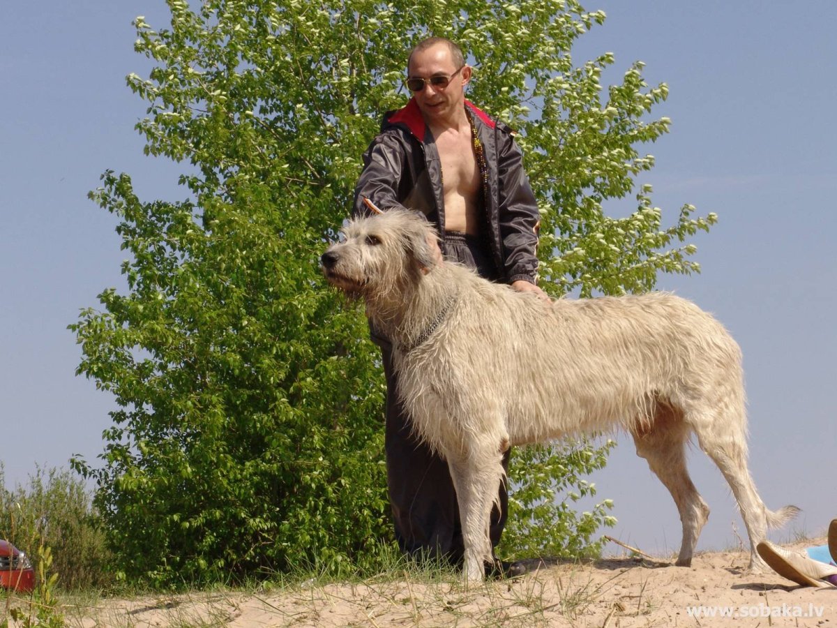 Сибирский волкодав собака