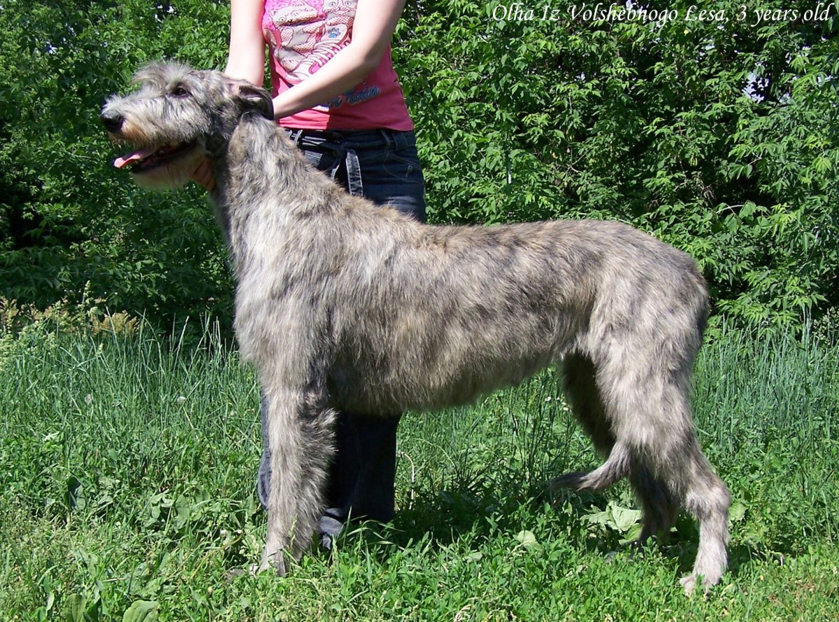 Среднеазиатская овчарка туркменский алабай