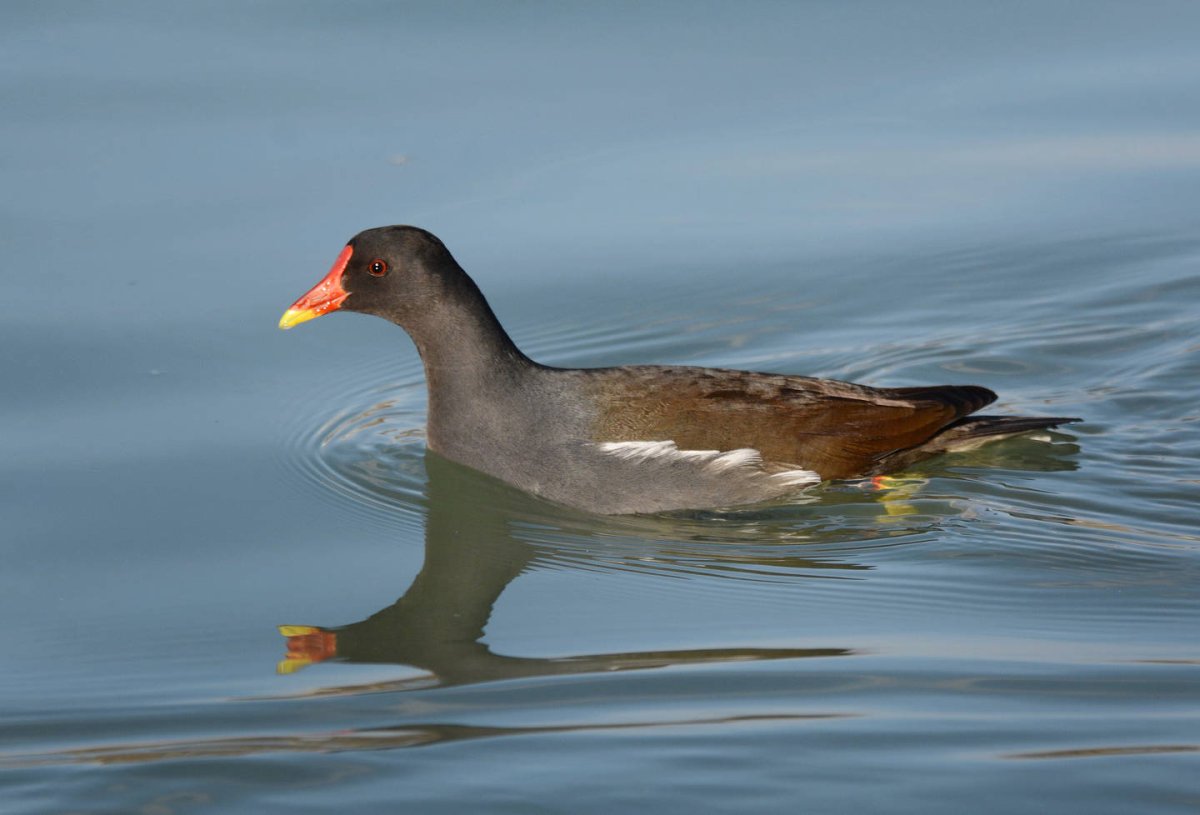 Рогатая камышница