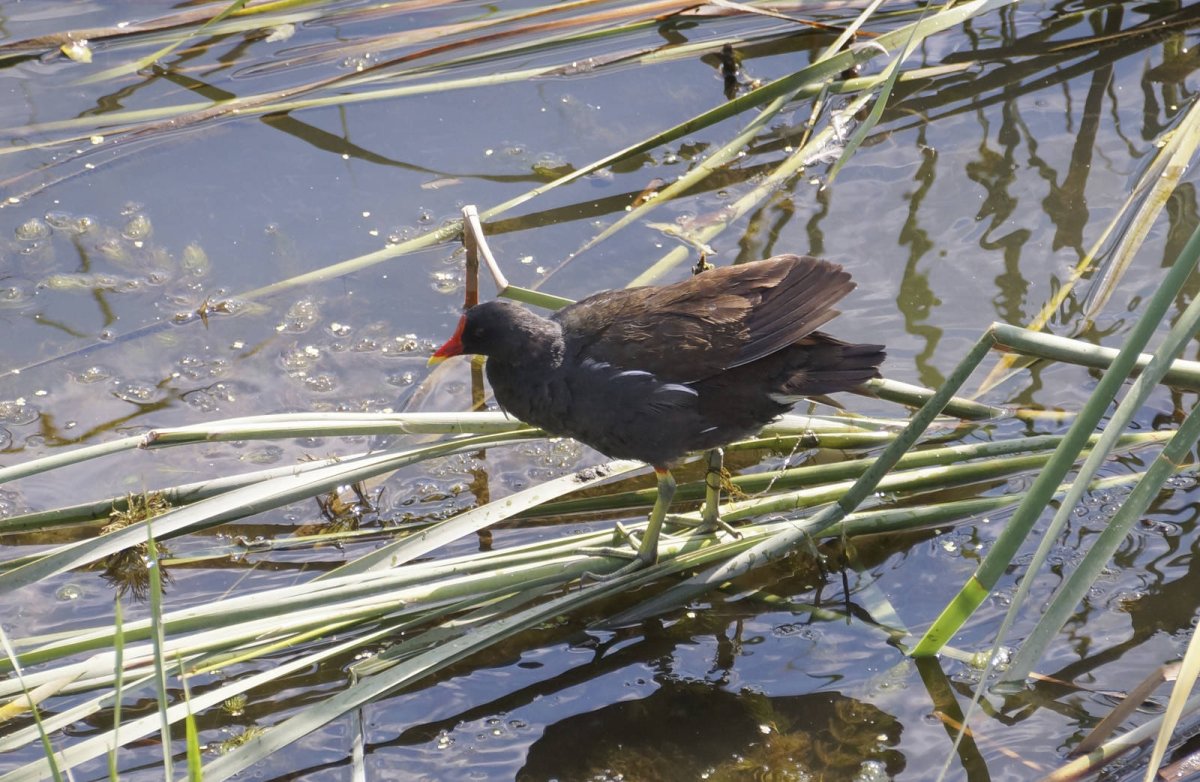 Камышница в Кировской области