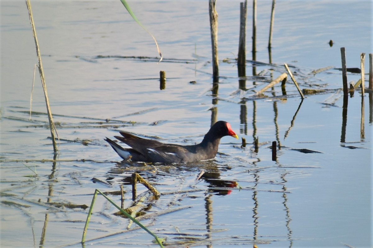Болотная Курочка камышница