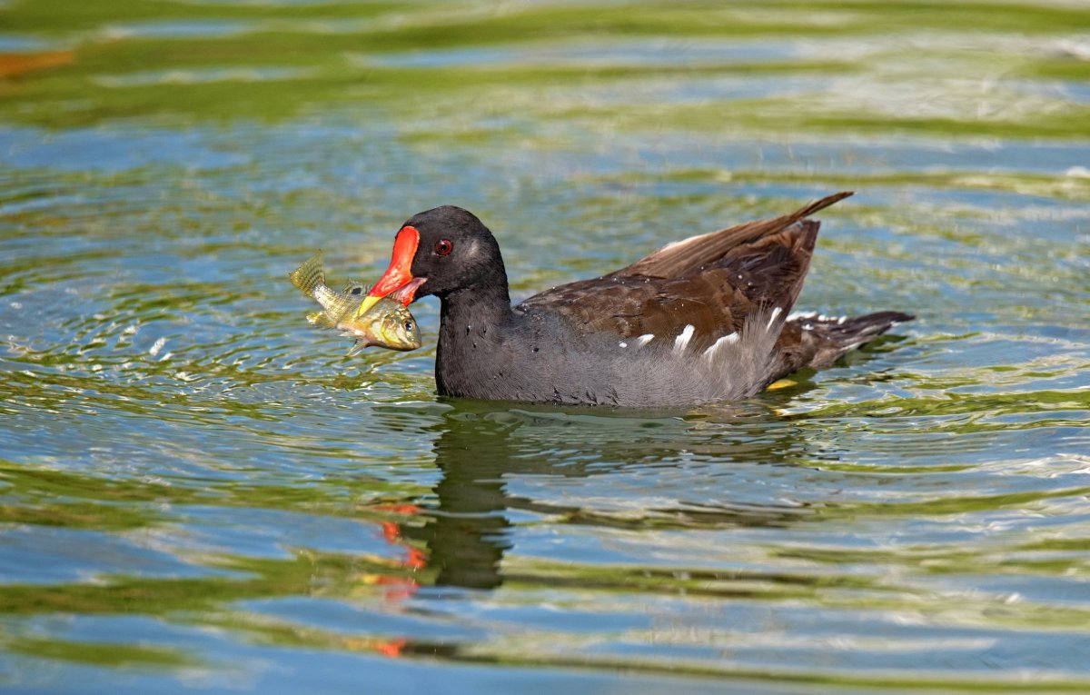 Камышница Самара