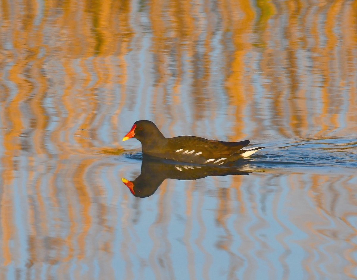 Камышница обыкновенная
