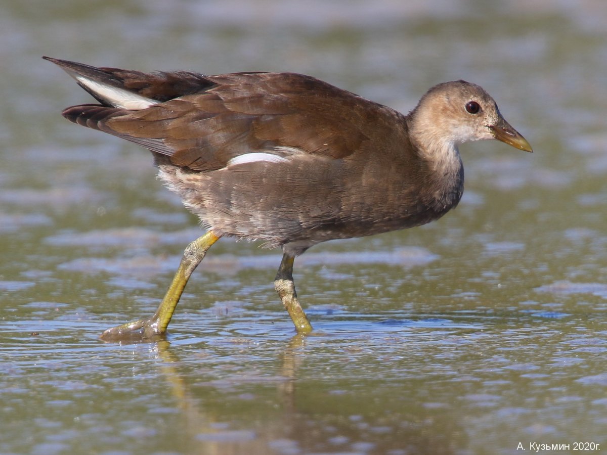 Камышница самец и самка