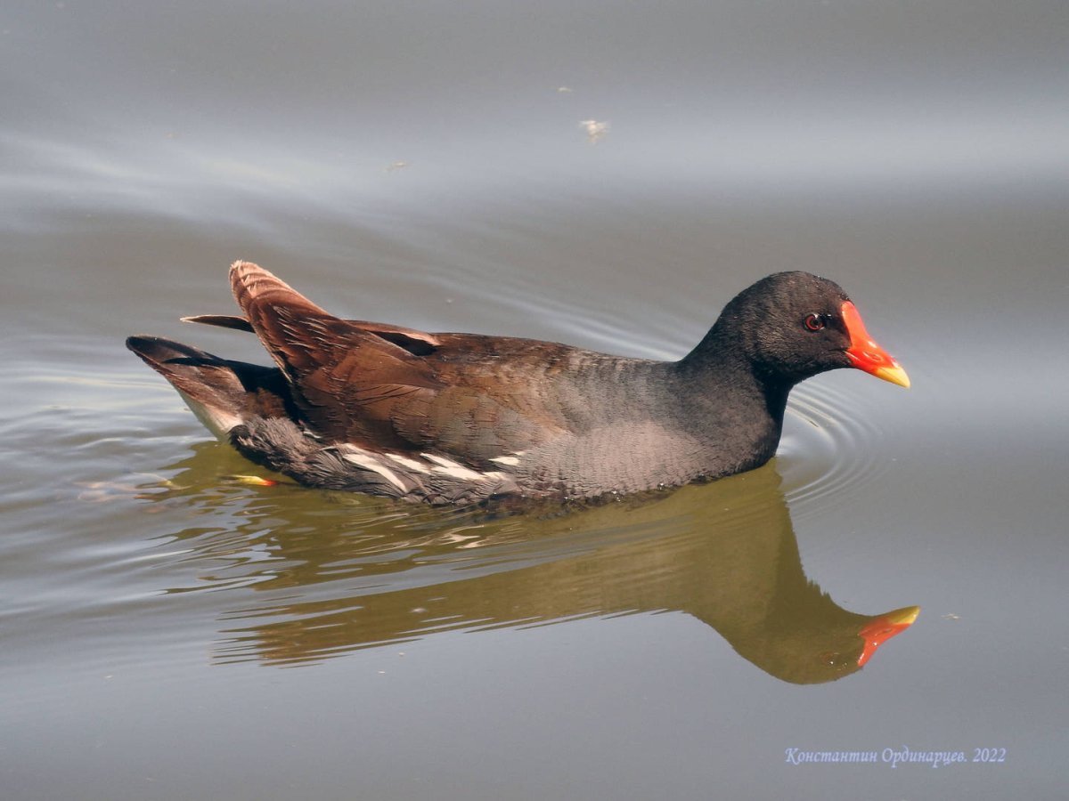 Птица Камышовка Болотная птенец