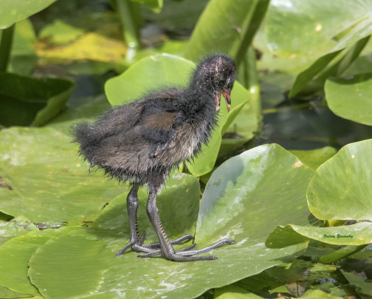 Утка камышница