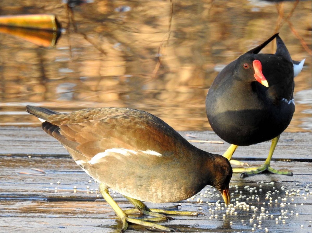 Утки Поволжья фото