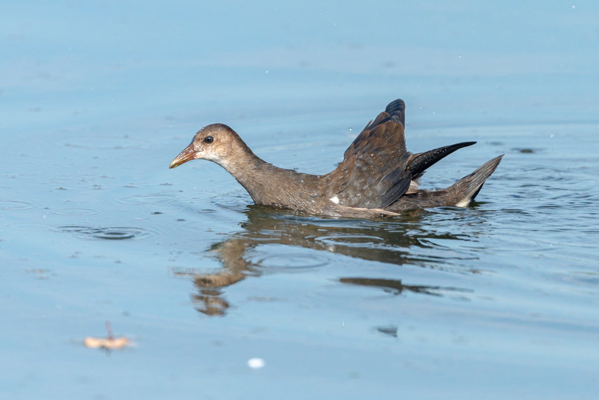 Болотная курица камышница
