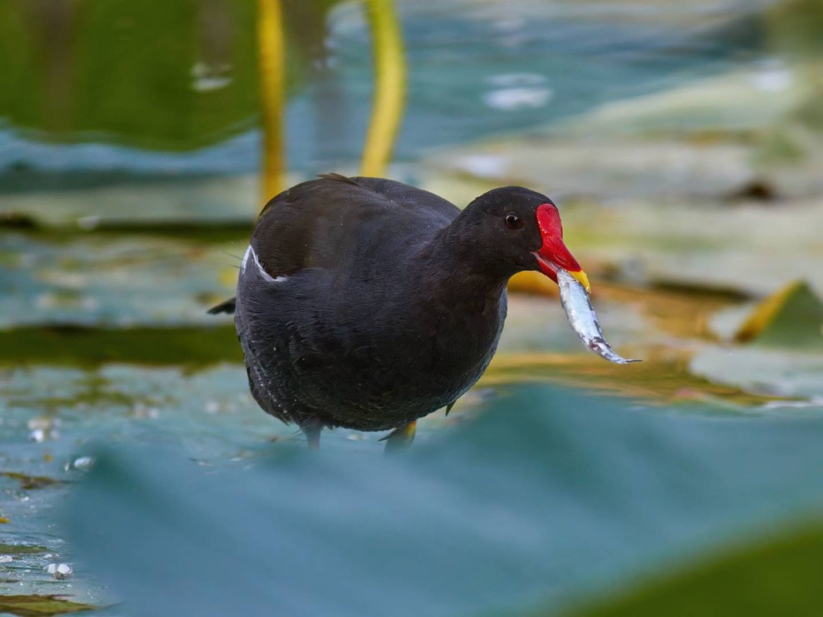 Камышница лысуха птица