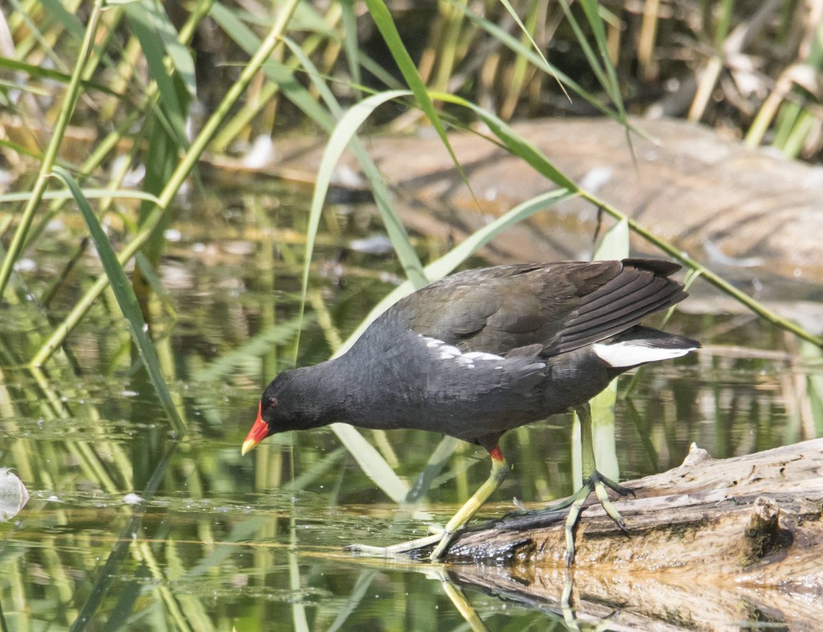 Болотная утка камышница