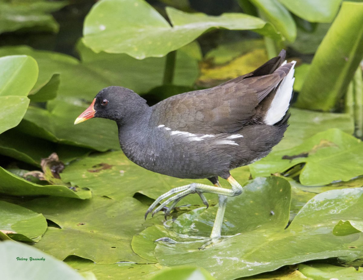 Птица камышница гнездо