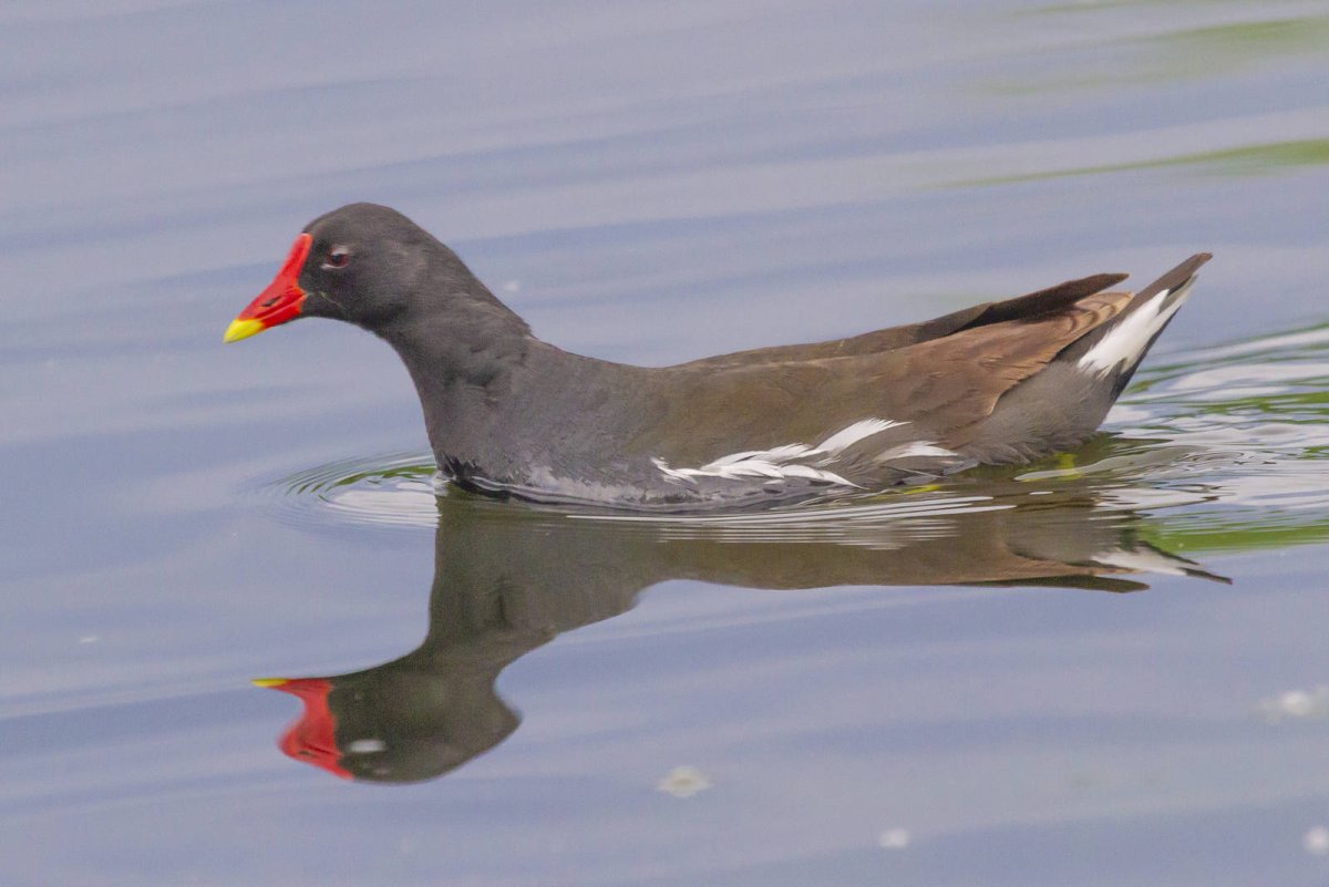 Клуша Болотная курица