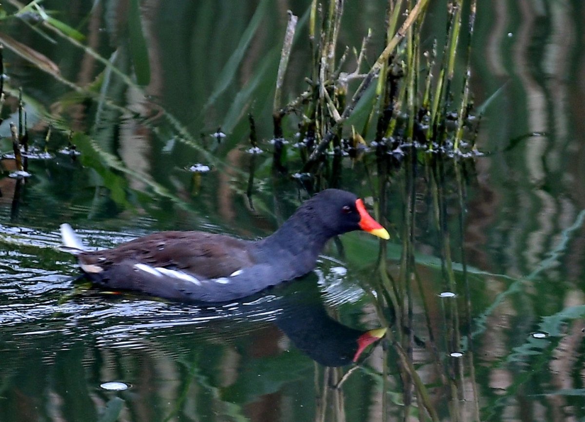 Камышница лысуха птица