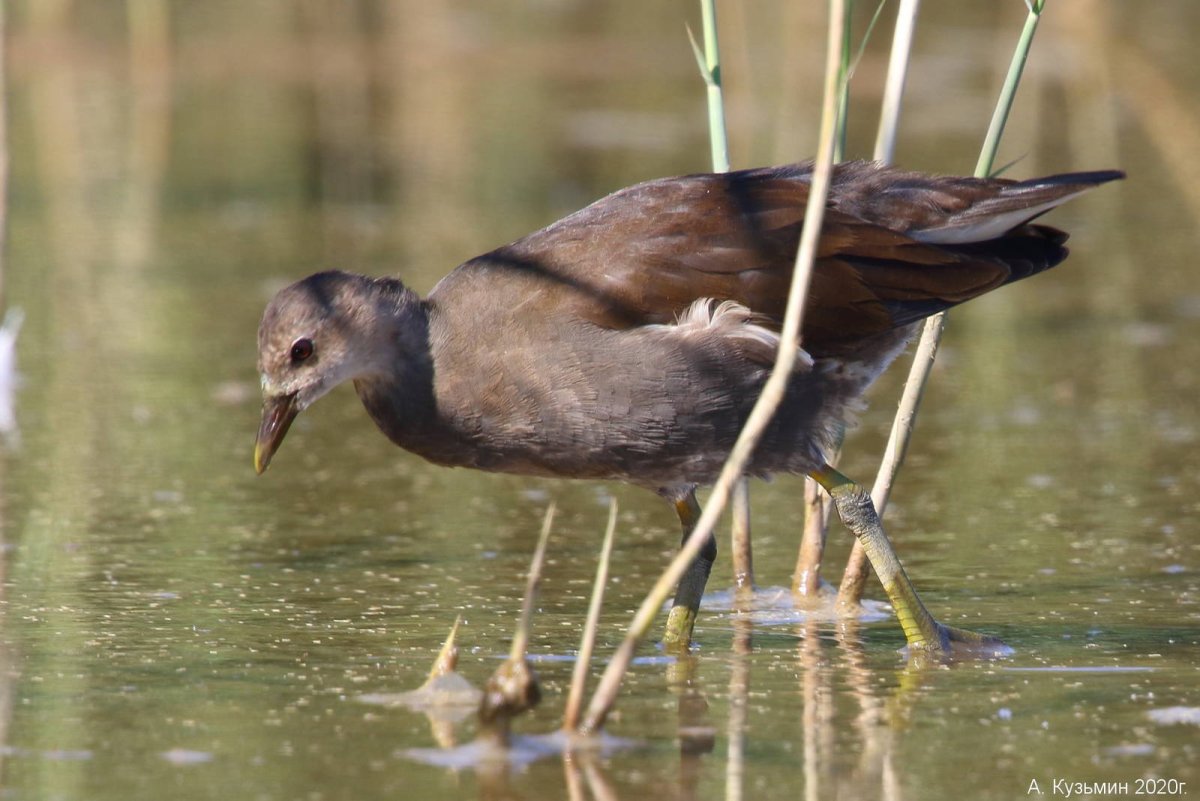 Камышница на Сахалине