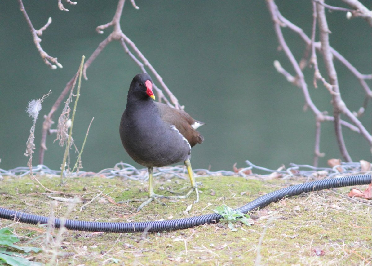 Камышовка птица