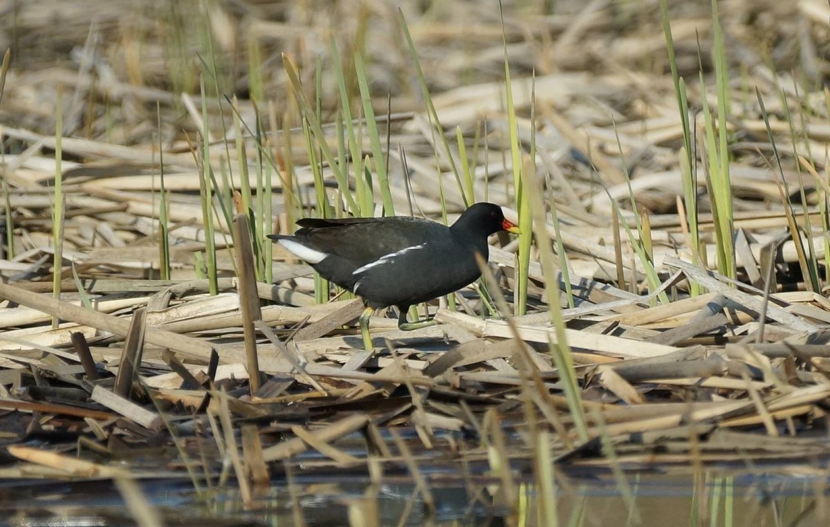 Камышница серая