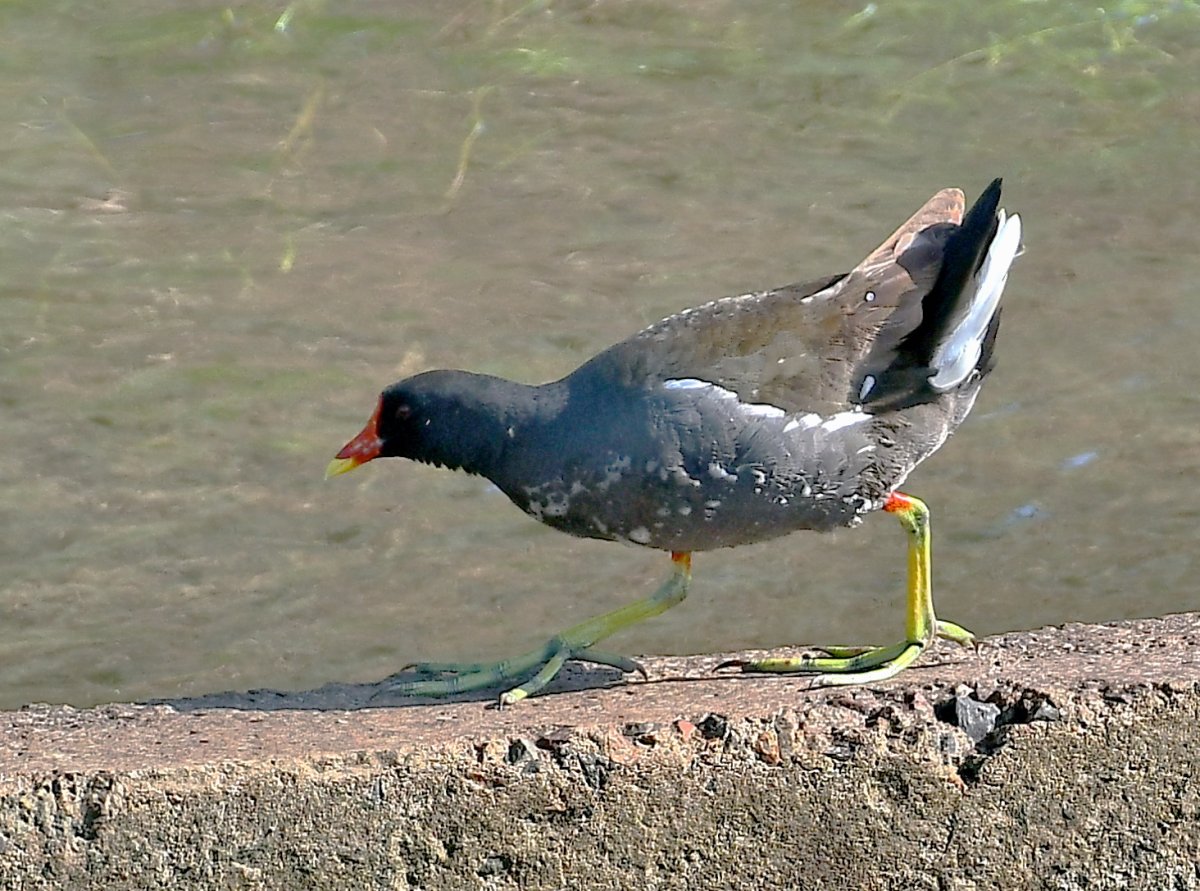 Камышовка птица