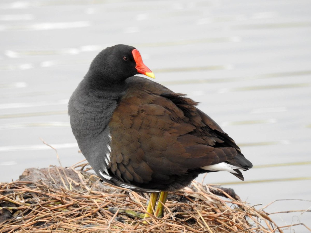 Камышница в апреле