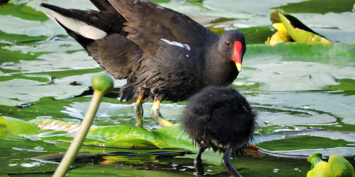 Камышница детеныш