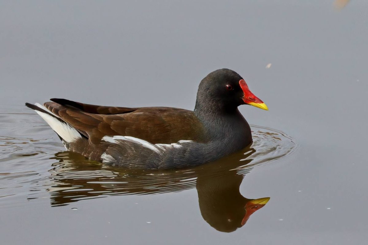 Камышница детеныш