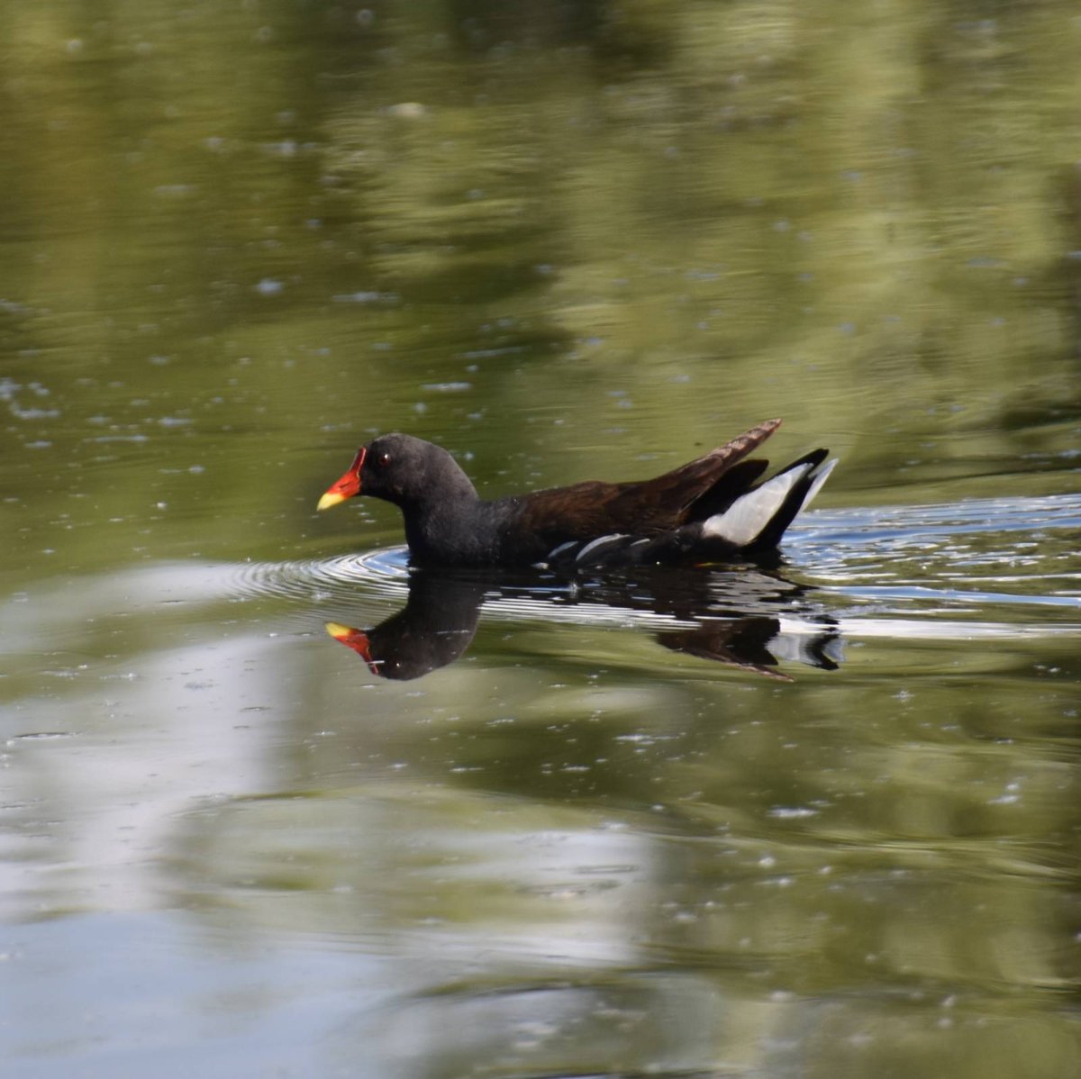 Птица года 2022