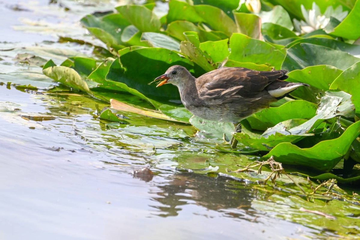 Камышница Gallinula chloropus
