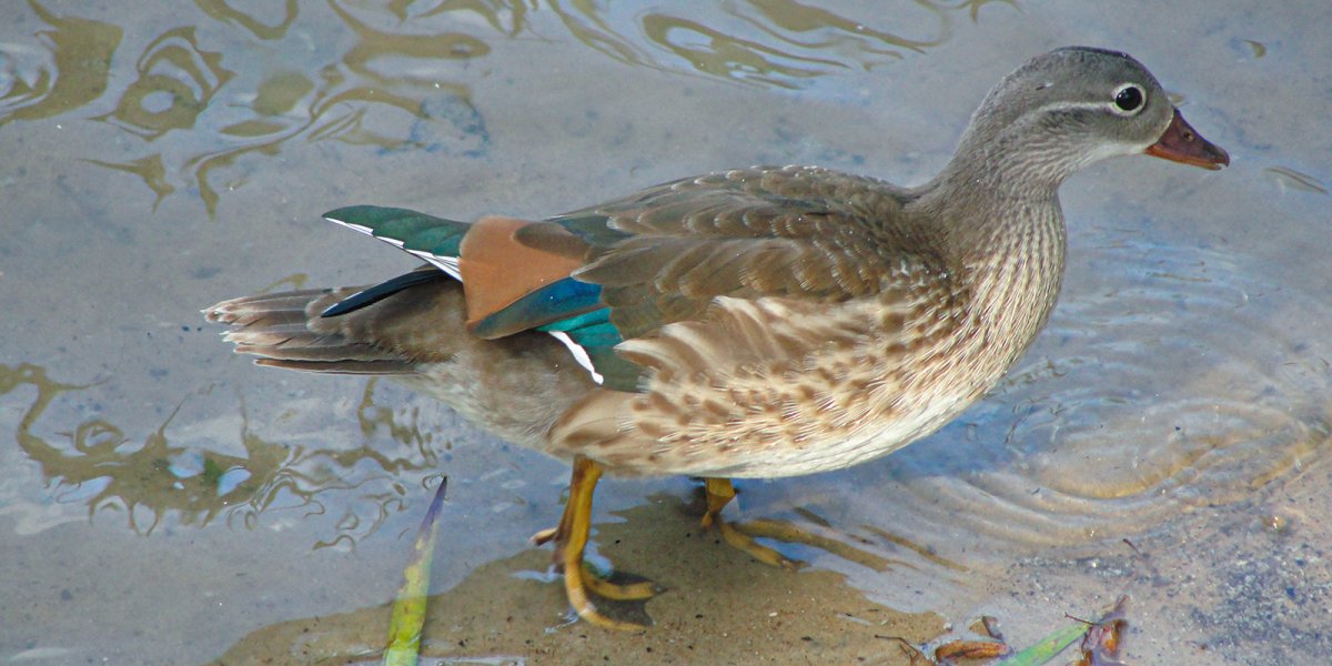 Gallinula птица