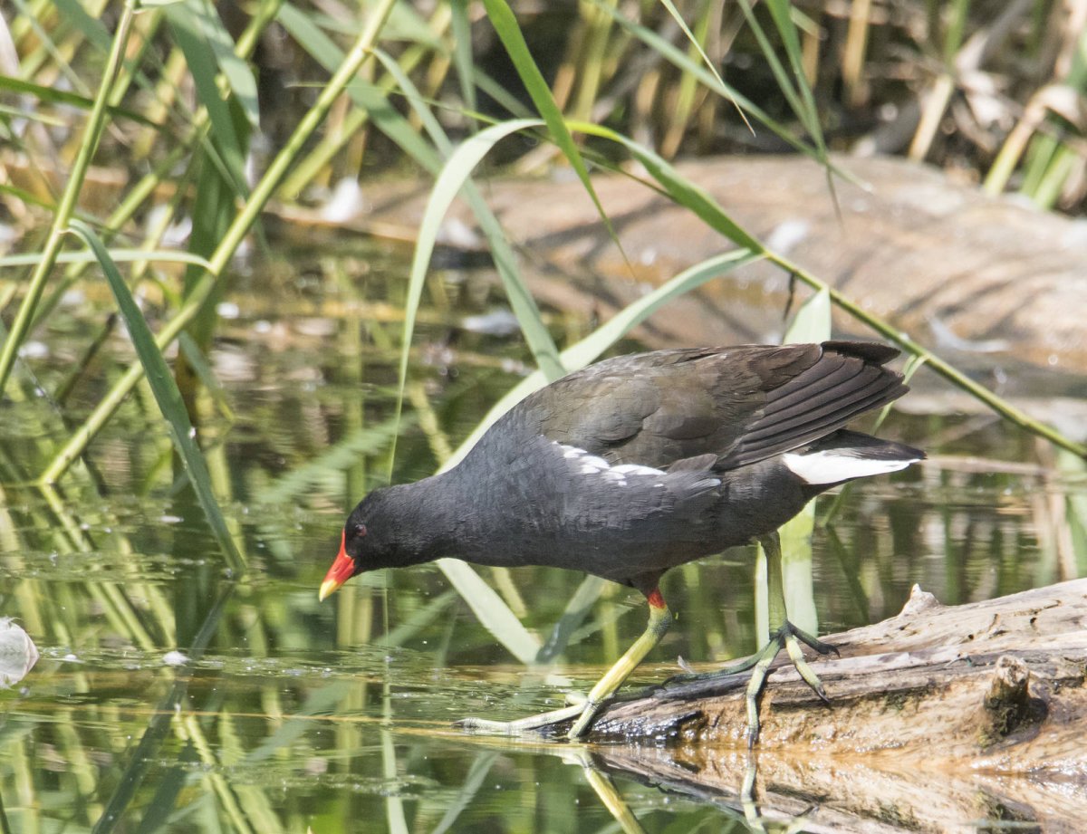 Камышница Краснодарского края