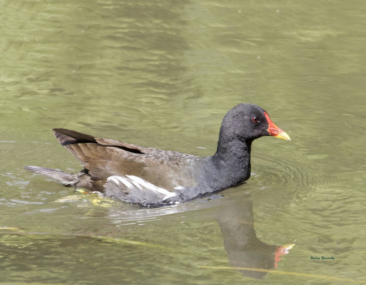 Камышница Доминикана